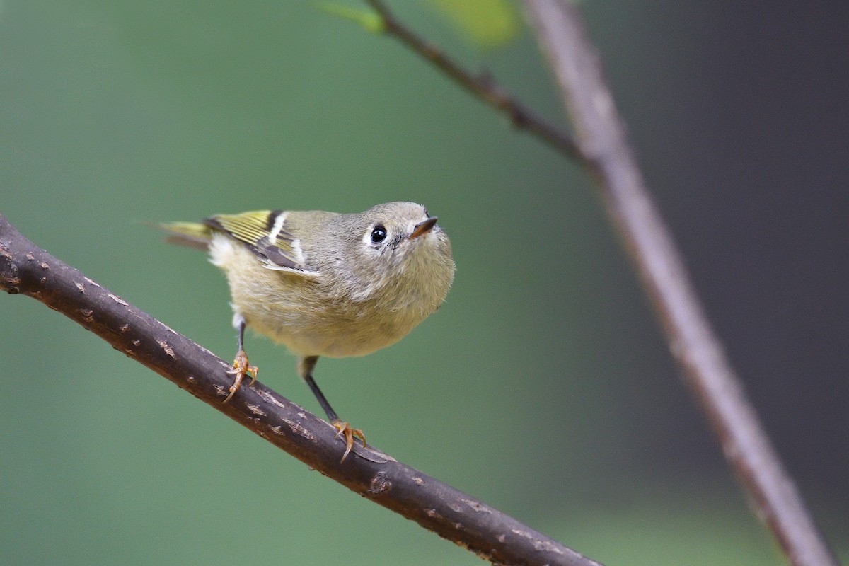 Ruby-crowned Kinglet - ML71971501