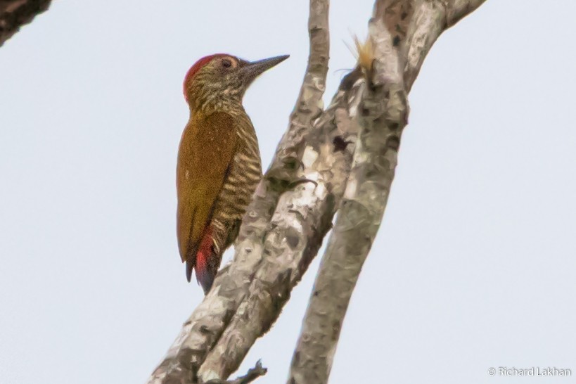 Red-rumped Woodpecker - Richard Lakhan
