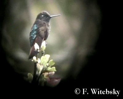 kolibřík černokápý - ML719728