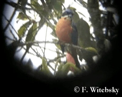 Orangebauch-Bergtangare - ML719733