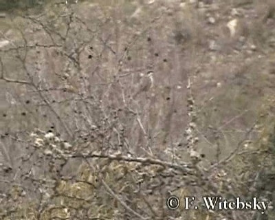 Rufous-sided Warbling Finch - ML719739