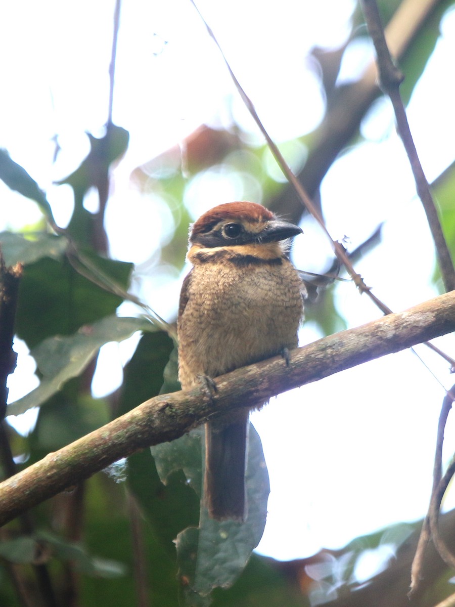 Chestnut-capped Puffbird - ML71973951