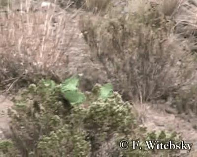 Mountain Parakeet - ML719740