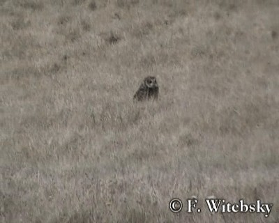 Short-eared Owl (South American) - ML719745
