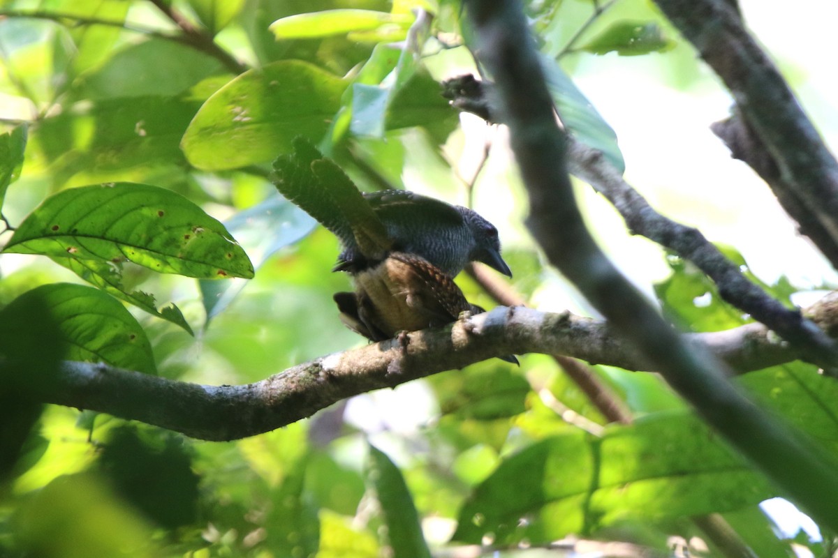 Fasciated Antshrike - ML71974701