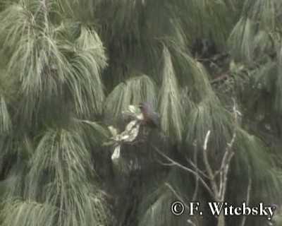 White-browed Conebill - ML719748