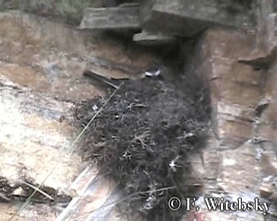 Rufous-breasted Chat-Tyrant - ML719751