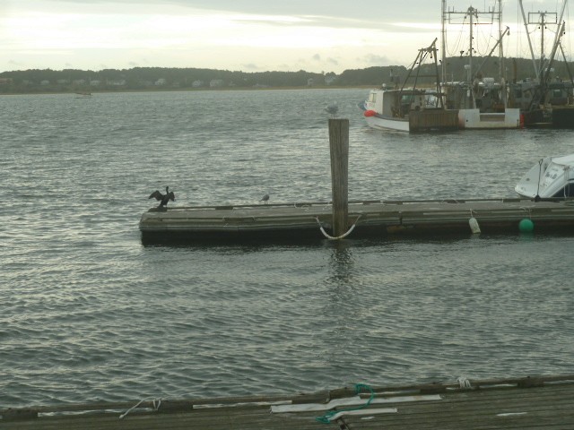 Double-crested Cormorant - ML71975361