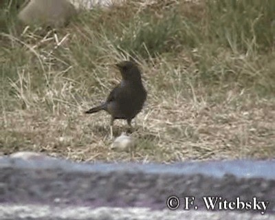 Chiguanco Thrush (chiguanco/conradi) - ML719755