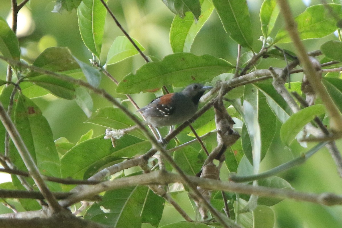 Ornate Stipplethroat - ML71975561