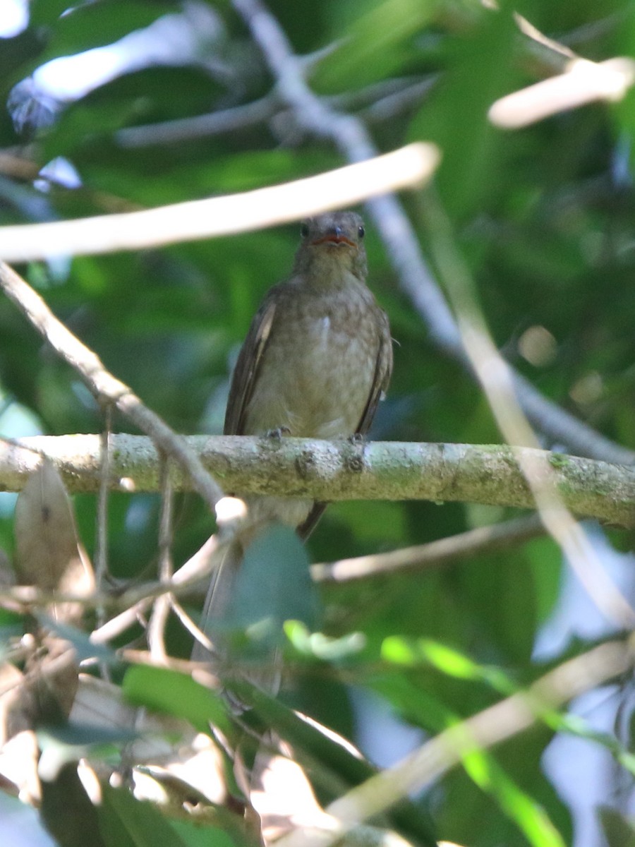 Screaming Piha - ML71976761