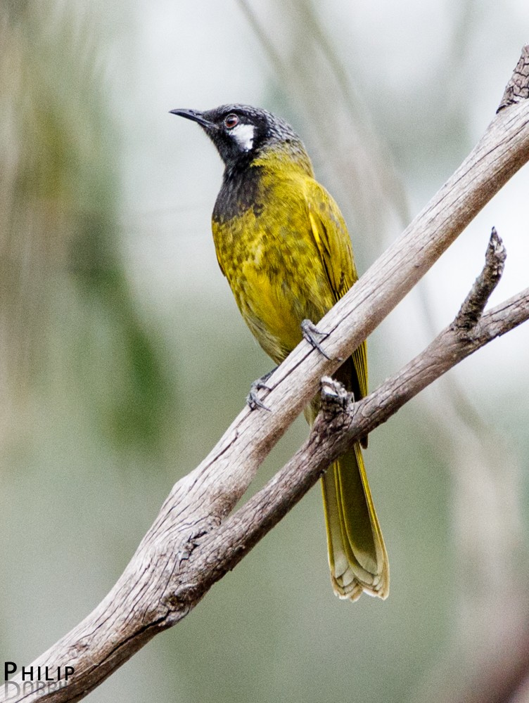 White-eared Honeyeater - ML71977021