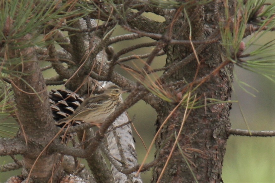 Tree Pipit - ML71977581