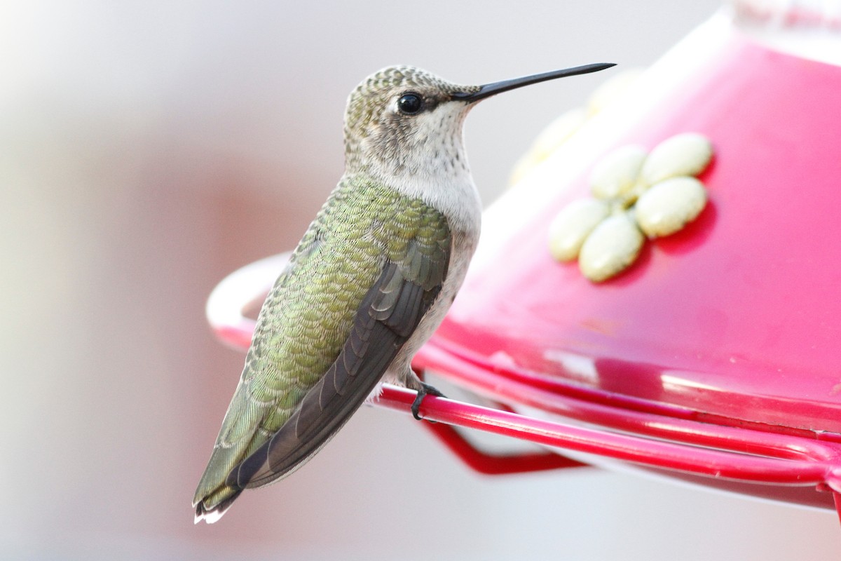 Black-chinned Hummingbird - Noah Gaines