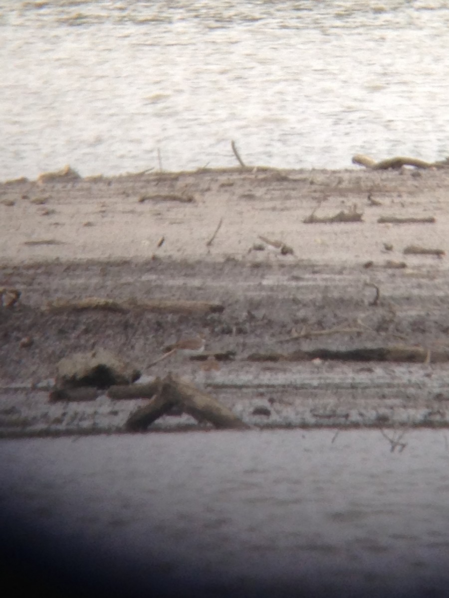 Ruddy Turnstone - ML71978011