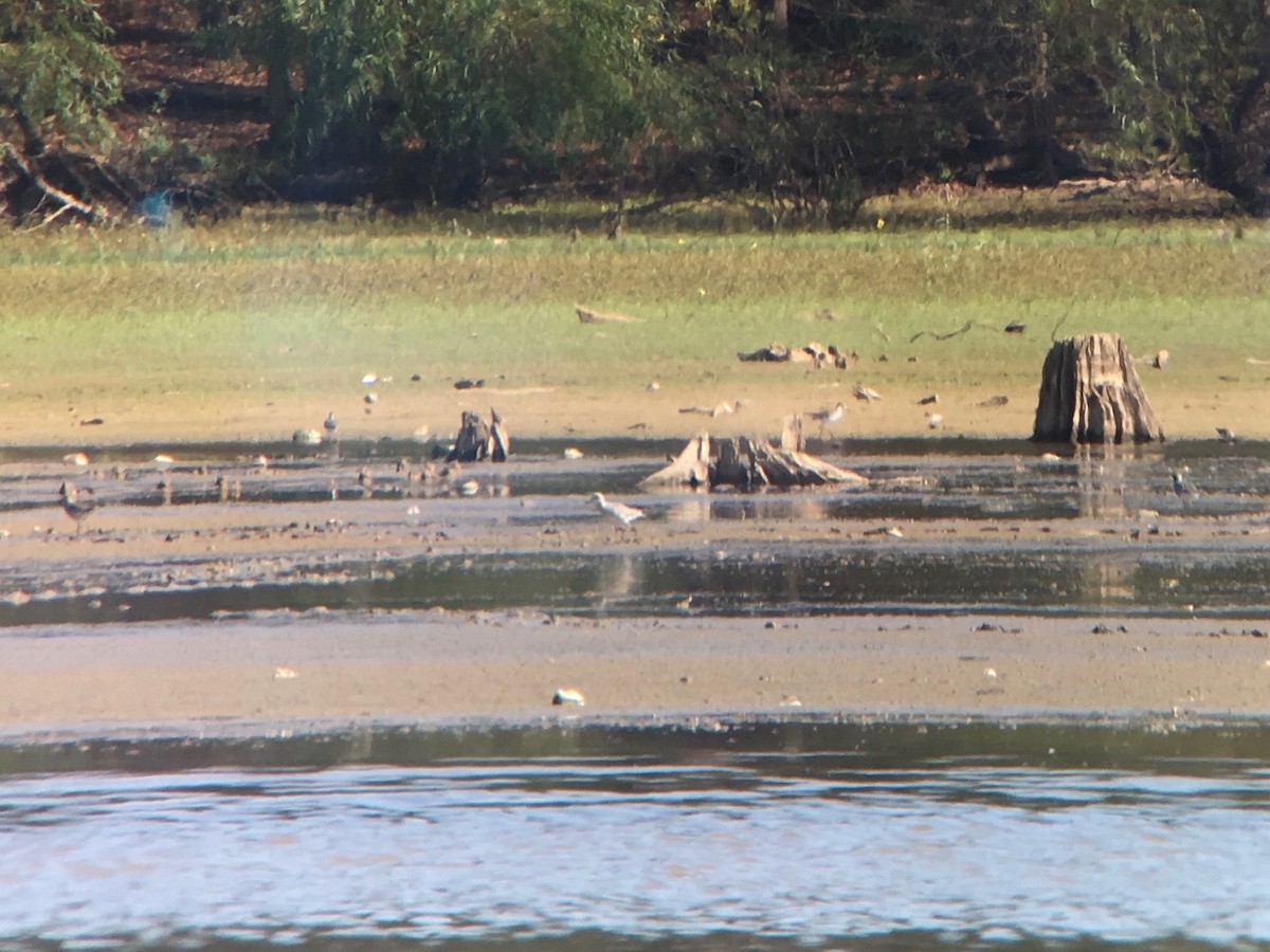 Black-bellied Plover - ML71978101