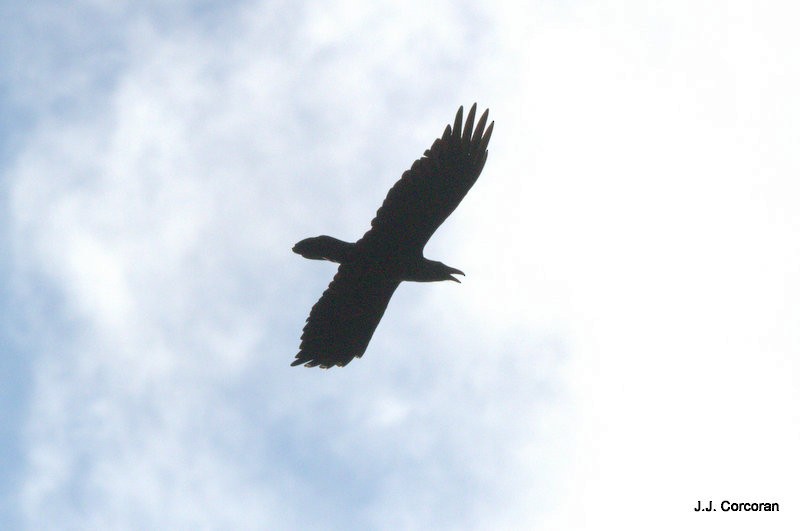 Common Raven - John Corcoran