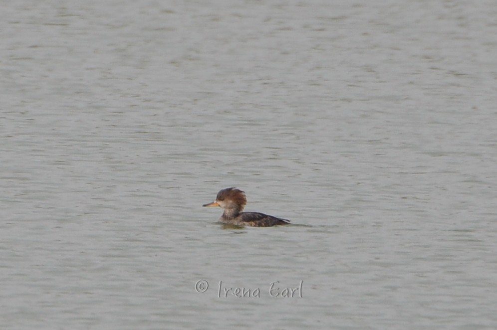 Hooded Merganser - ML71979351