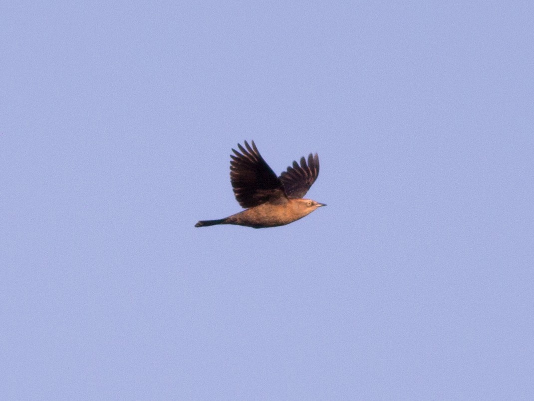 Rusty Blackbird - ML71980481