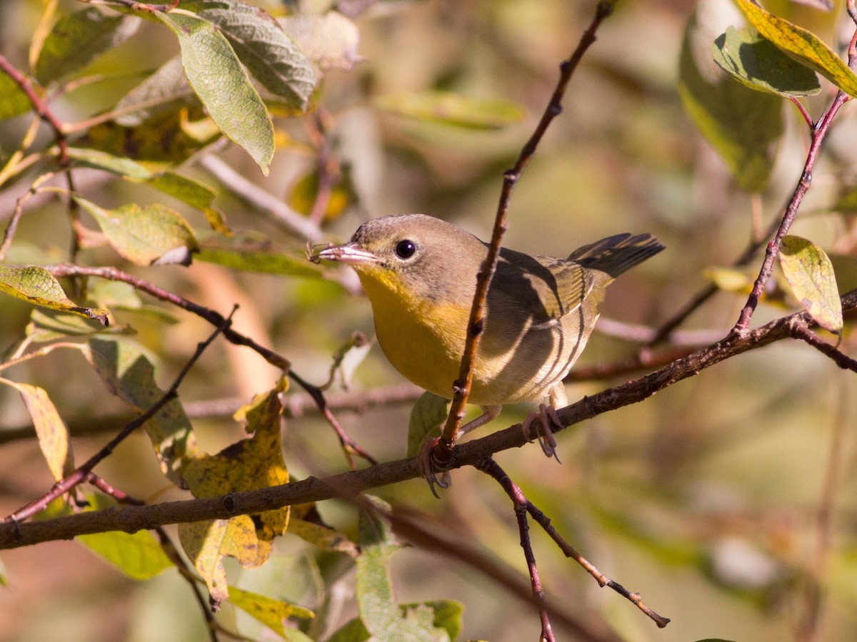 Common Yellowthroat - ML71981551