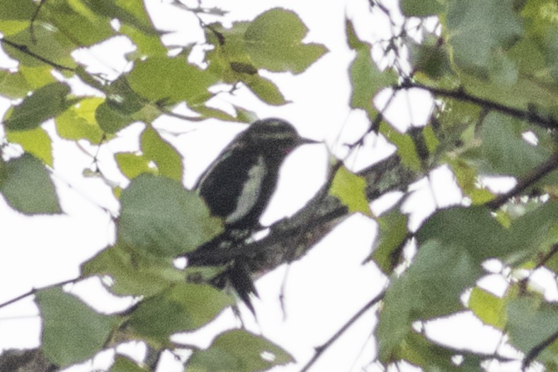 Williamson's Sapsucker - ML71983831