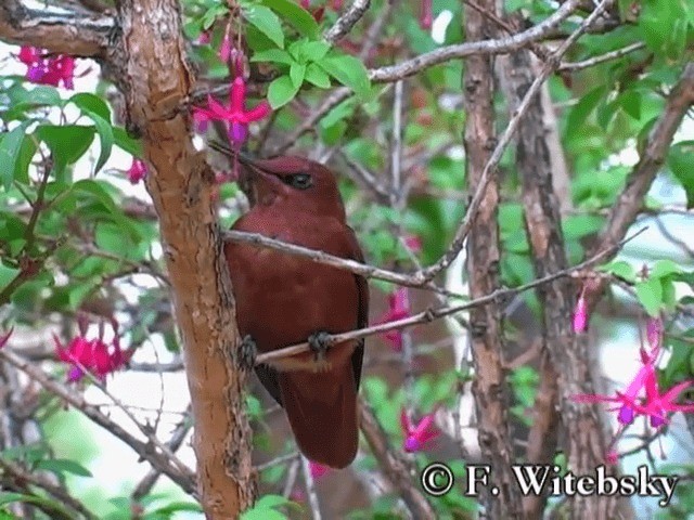 Colibri robinson - ML719839