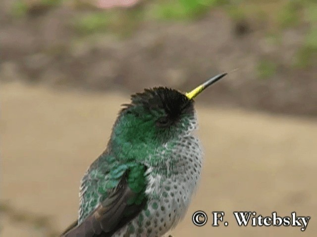 Colibrí de Juan Fernández - ML719842