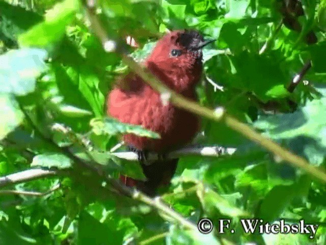 Colibrí de Juan Fernández - ML719846