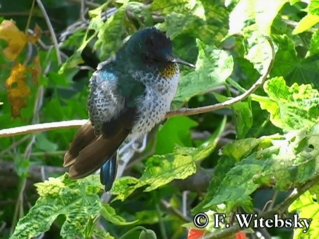 Colibrí de Juan Fernández - ML719847