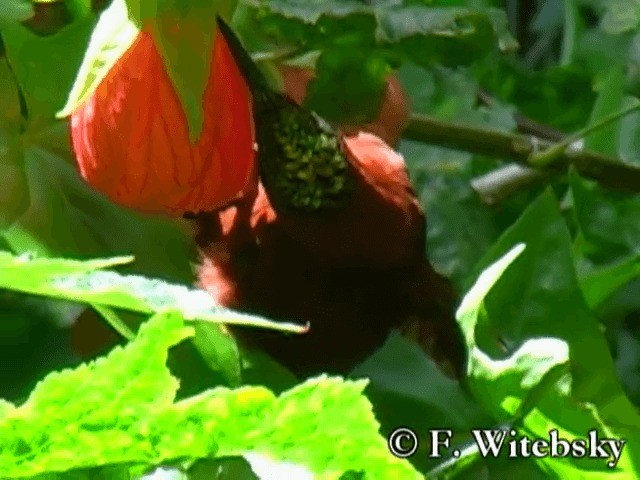 Colibrí de Juan Fernández - ML719848