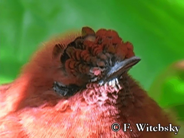 Colibrí de Juan Fernández - ML719849