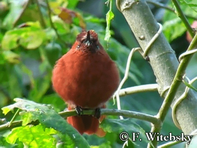 Colibrí de Juan Fernández - ML719850