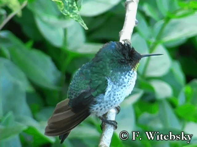 Colibrí de Juan Fernández - ML719851