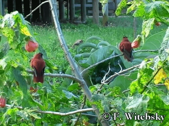 Juan Fernandez Firecrown - ML719852