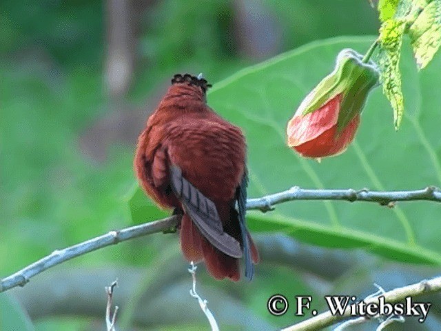 Colibrí de Juan Fernández - ML719853