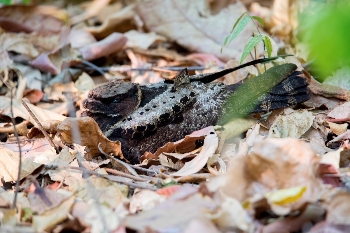 Great Eared-Nightjar - Shailesh Pinto