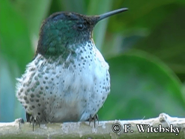 Colibrí de Juan Fernández - ML719854