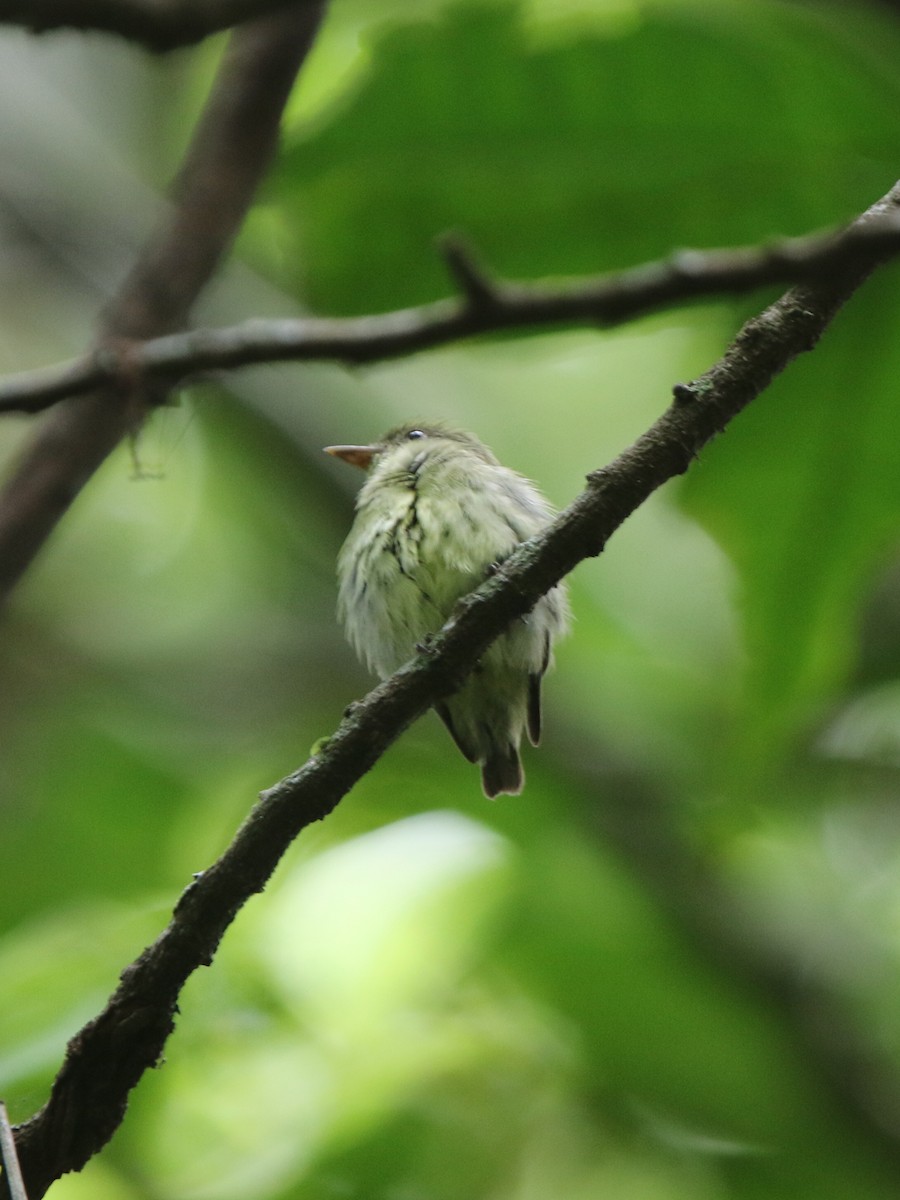 Dwarf Tyrant-Manakin - ML71985581