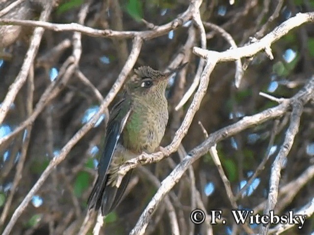 Colibrí Austral - ML719856