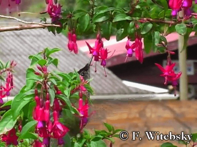 Green-backed Firecrown - ML719857