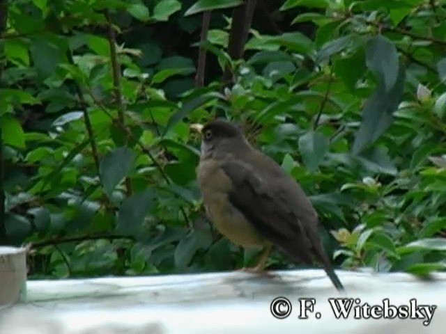 Austral Thrush (Magellan) - ML719860