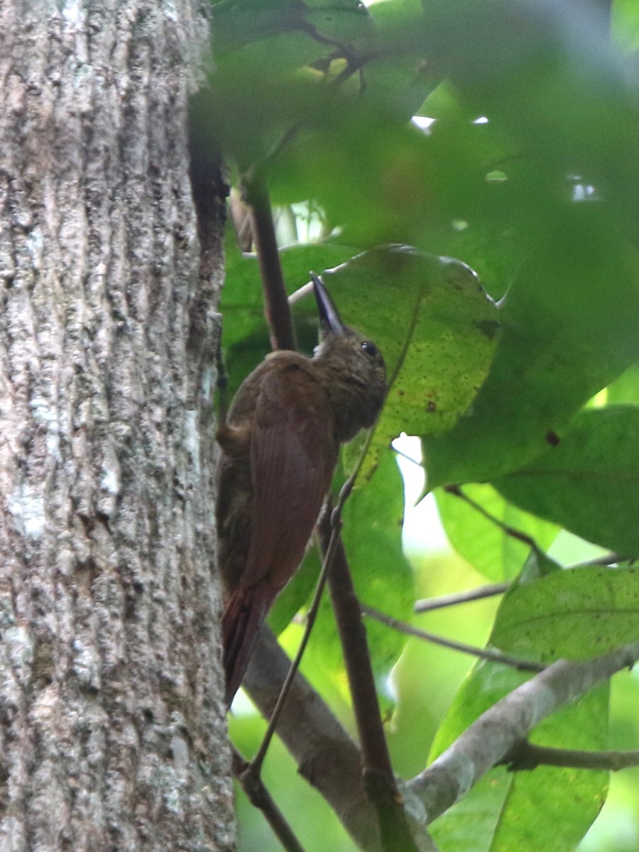 Amazonian Barred-Woodcreeper (Plain-colored) - ML71986181