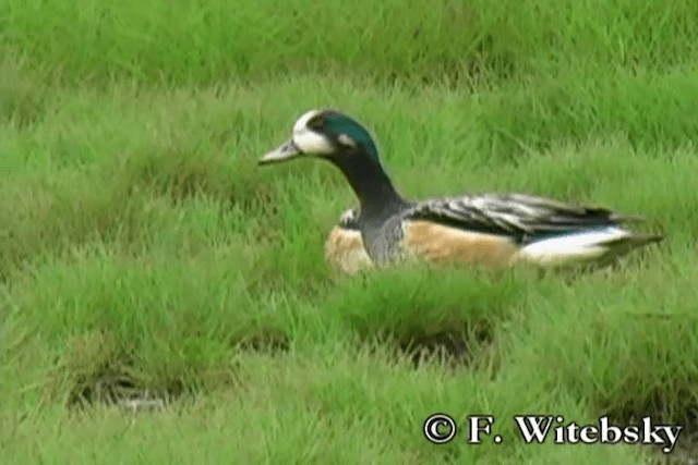 Chiloe Wigeon - ML719862