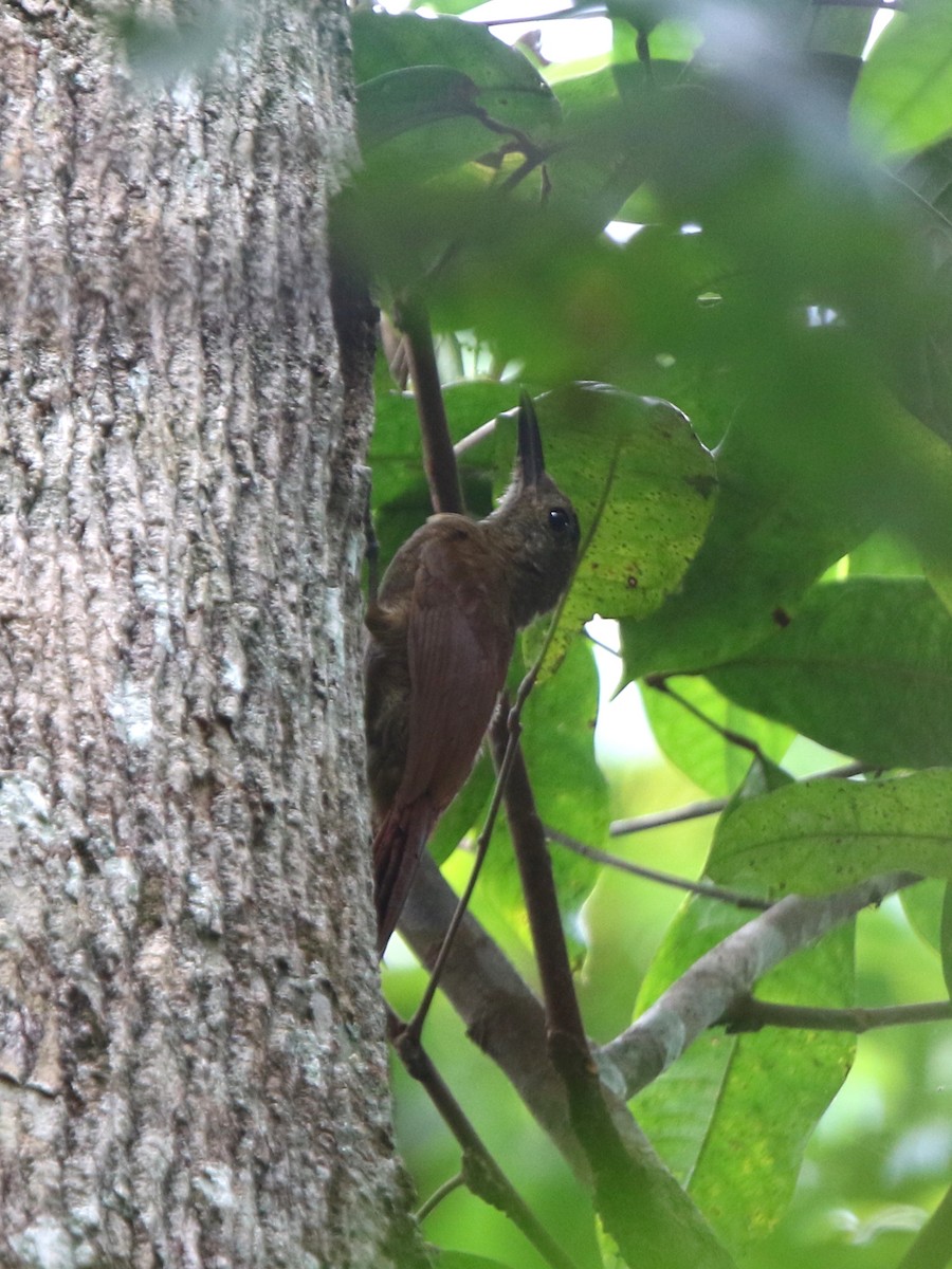 Amazonian Barred-Woodcreeper (Plain-colored) - ML71986291