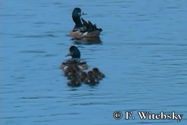 Chiloe Wigeon - ML719863