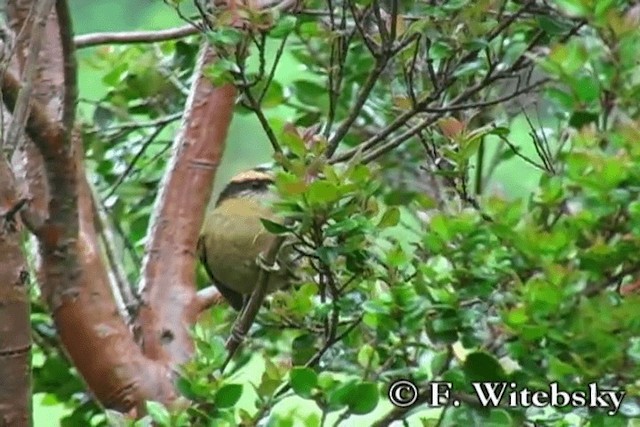 Thorn-tailed Rayadito - ML719865