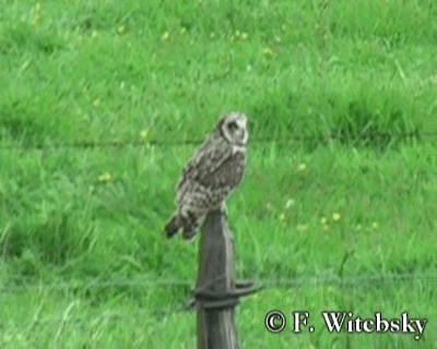 Short-eared Owl (South American) - ML719866