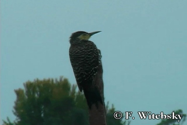 Chilean Flicker - ML719869