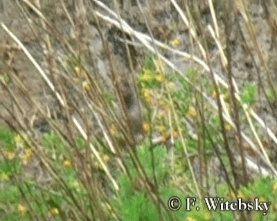 Plain-mantled Tit-Spinetail (aegithaloides) - ML719870