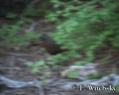 Braunkehltapaculo - ML719874